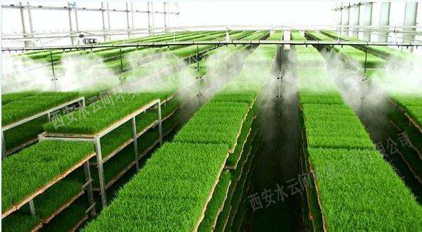 催芽室噴淋、造霧