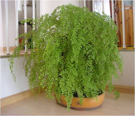 凈化室內空氣功效最顯著的植物