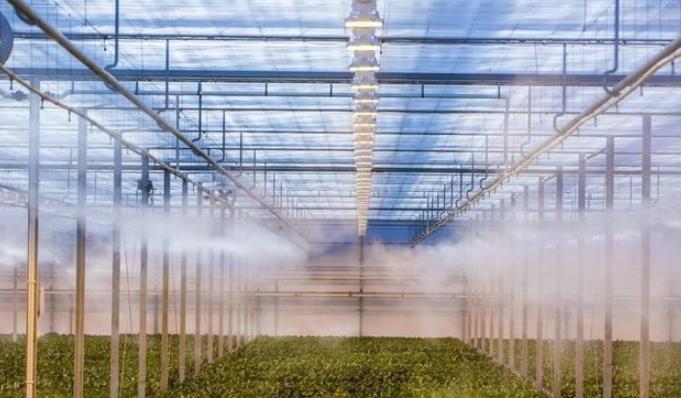 霧森系統(tǒng)在大棚噴霧降溫中的應用