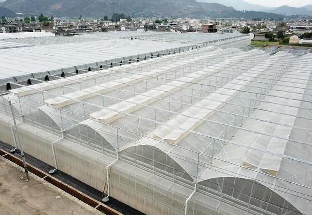 霧森系統(tǒng)在大棚噴霧降溫中的應用