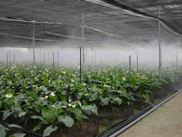 大棚內(nèi)霧森系統(tǒng)降溫、增濕應(yīng)用案例